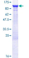 SDS-PAGE - Recombinant Human ELMO1 protein (GST tag N-Terminus) (AB131839)