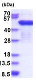 SDS-PAGE - Recombinant Human Elongation factor 1-gamma protein (AB183175)