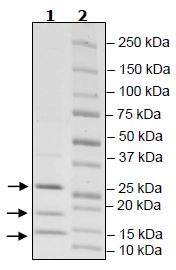 SDS-PAGE - Recombinant human Elongin-B + Elongin C + VHL protein (Tagged) (AB271497), expandable thumbnail