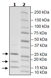 SDS-PAGE - Recombinant human Elongin-B + Elongin C + VHL protein (Tagged) (AB271497)