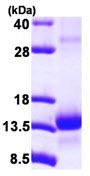 SDS-PAGE - Recombinant Human Elongin-C protein (AB116195)