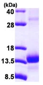 SDS-PAGE - Recombinant Human Elongin-C protein (His tag N-Terminus) (AB116195)