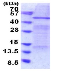 SDS-PAGE - Recombinant Human Elp4 protein (denatured) (AB187472)