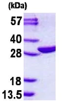 SDS-PAGE - Recombinant Human EMG1 protein (AB130059)