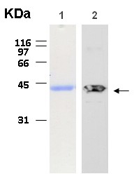 Western blot - Recombinant Human EMILIN1 protein (6x His) (AB116414)