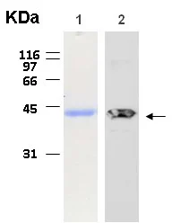 Western blot - Recombinant Human EMILIN1 protein (AB116414)