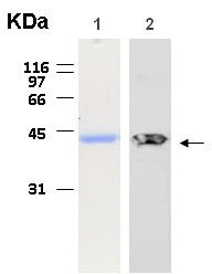 Western blot - Recombinant Human EMILIN1 protein (AB116414)