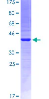 SDS-PAGE - Recombinant Human EMILIN2 protein (GST tag N-Terminus) (AB164482)