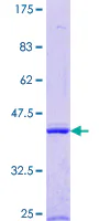 SDS-PAGE - Recombinant Human ENDOGL1/ENGL protein (GST tag N-Terminus) (AB160724)