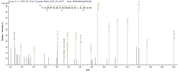 Mass Spectrometry - Recombinant Human Endostatin/COL18A1 protein (His tag) (AB240772)