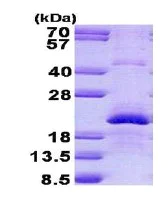 SDS-PAGE - Recombinant Human Endothelin 2/ET-2 protein (denatured) (AB140557)