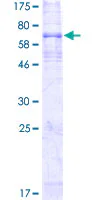 SDS-PAGE - Recombinant Human Endothelin B Receptor/ET-B protein (GST tag N-Terminus) (AB152358)