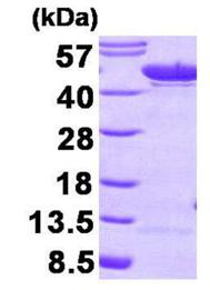 SDS-PAGE - Recombinant human ENO1 protein (AB167976), expandable thumbnail