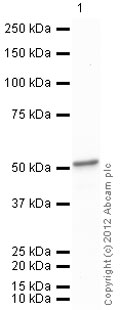 Recombinant human ENO1 protein (Active)