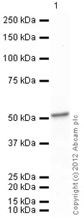 Western blot - Recombinant human ENO1 protein (Active) (Tag Free) (AB89248)