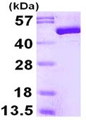 SDS-PAGE - Recombinant human ENO3 protein (AB113127), expandable thumbnail