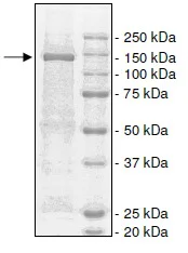SDS-PAGE - Recombinant Human eNOS protein (His-DDDDK tag N-Terminus) (AB198066)