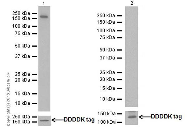 Western blot - Recombinant Human eNOS protein (Tagged) (AB198066)