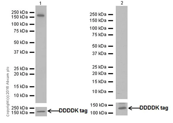 Western blot - Recombinant Human eNOS protein (His-DDDDK tag N-Terminus) (AB198066)