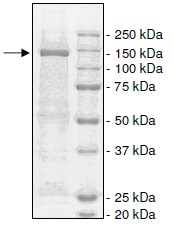 SDS-PAGE - Recombinant Human eNOS protein (Tagged) (AB198066), expandable thumbnail