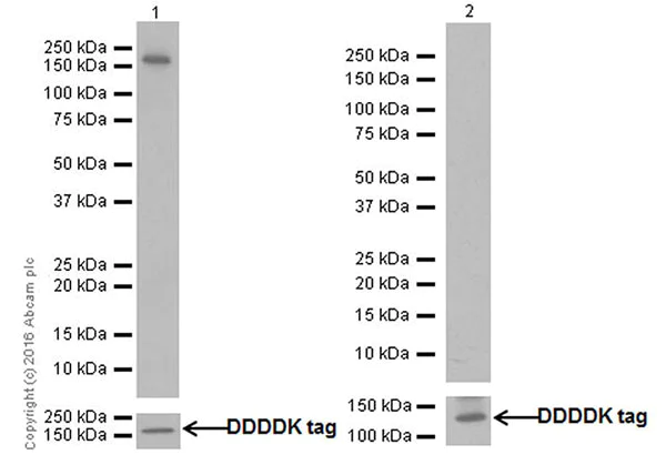 Western blot - Recombinant Human eNOS protein (Tagged) (AB198066)