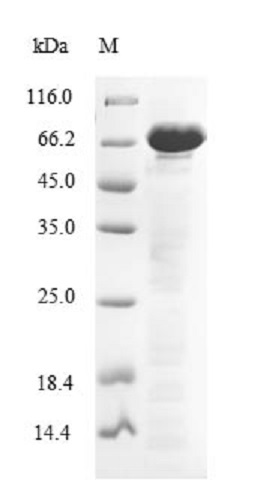 SDS-PAGE - Recombinant Human ENOX2/tNOX protein (Tagged) (AB235678), expandable thumbnail