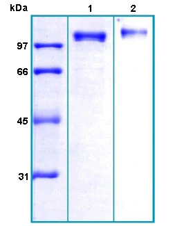 SDS-PAGE - Recombinant Human ENPP1/PC1 protein (AB167943)