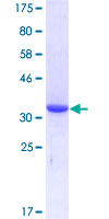 Recombinant Human ENPP3/B10 protein