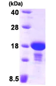 SDS-PAGE - Recombinant Human ENSA protein (His tag N-Terminus) (AB92932)