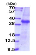 SDS-PAGE - Recombinant Human Enterokinase protein (denatured) (AB202157), expandable thumbnail