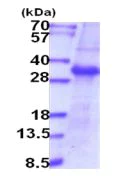 SDS-PAGE - Recombinant Human Enterokinase protein (denatured) (Tag Free) (AB202157)
