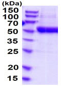 SDS-PAGE - Recombinant Human ENTPD3 protein (His tag C-Terminus) (AB219293)