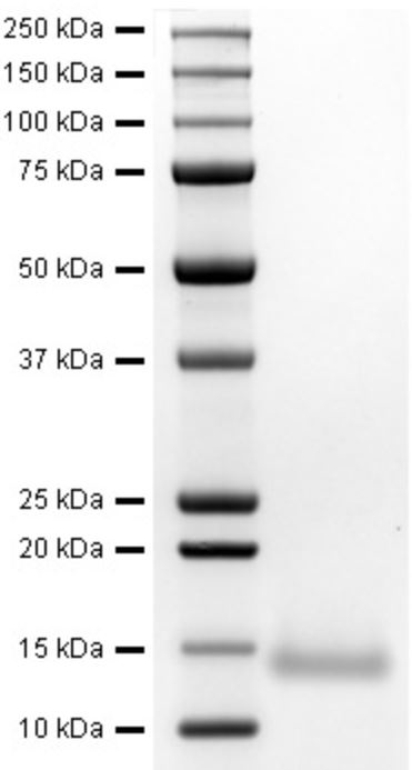 SDS-PAGE - Recombinant Human Eotaxin protein (AB282376), expandable thumbnail