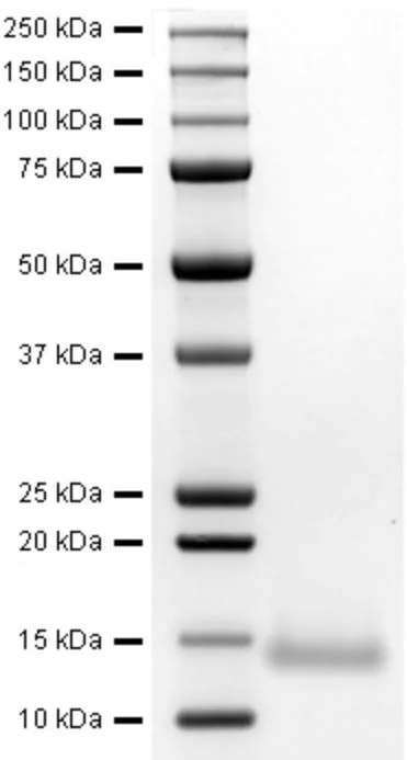 SDS-PAGE - Recombinant Human Eotaxin protein (AB282376)