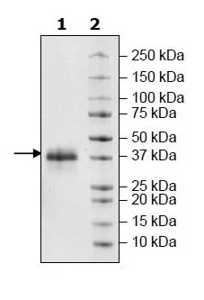 SDS-PAGE - Recombinant Human EpCAM protein (Avi tag C-Terminus + His tag C-Terminus) (AB269992)