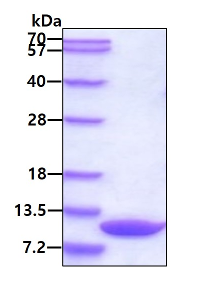 SDS-PAGE - Recombinant Human EPF protein (AB78789)