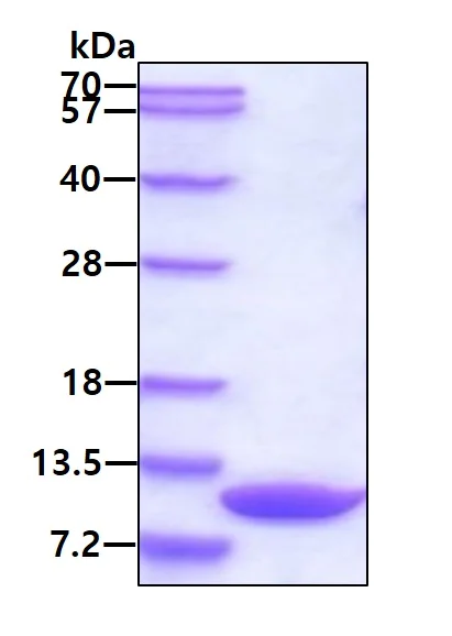 SDS-PAGE - Recombinant Human EPF protein (AB78789)
