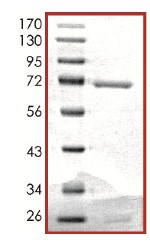 Recombinant human Eph receptor A1/EphA1 protein