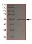 SDS-PAGE - Recombinant human Eph receptor A1/EphA1 protein (AB206006)