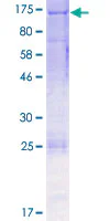 SDS-PAGE - Recombinant Human Eph receptor A2 protein (GST tag N-Terminus) (AB114439)