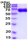 SDS-PAGE - Recombinant human Eph receptor A2 protein (His tag) (AB222423)