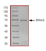 SDS-PAGE - Recombinant human Eph receptor A3 protein (AB84576)