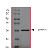 SDS-PAGE - Recombinant human Eph receptor A4/SEK protein (AB84575)