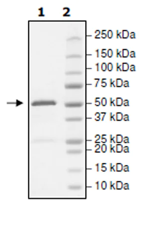 SDS-PAGE - Recombinant human Eph receptor A4/SEK protein (Active) (AB271498)
