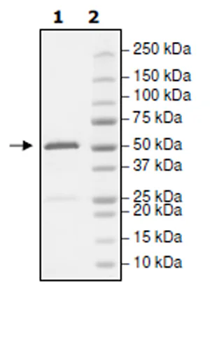 SDS-PAGE - Recombinant human Eph receptor A4/SEK protein (Active) (GST tag N-Terminus) (AB271498)