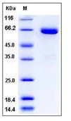 SDS-PAGE - Recombinant human Eph receptor B1/NET protein (His tag) (AB276448)