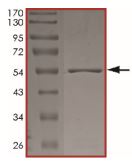 Recombinant human Eph receptor B2 protein