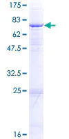 SDS-PAGE - Recombinant Human Ephrin A2 protein (GST tag N-Terminus) (AB114898)