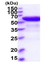 SDS-PAGE - Recombinant Human Ephrin B1 protein (Fc tag C-Terminus + His tag C-Terminus) (AB235877)