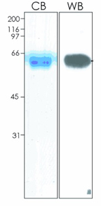 Recombinant Human Ephrin B2 protein